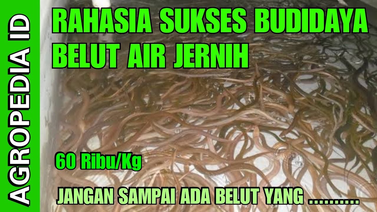 Cara Budidaya Belut Air Jernih || Budidaya belut air bersih 