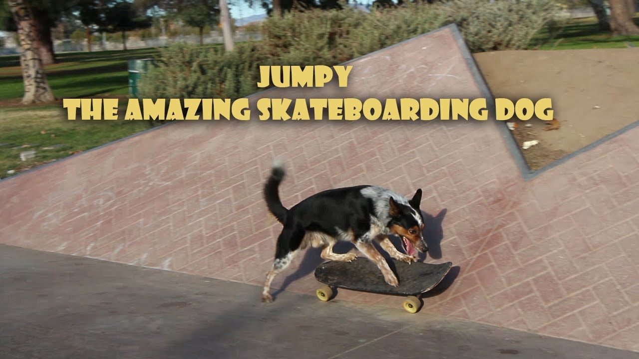 Jumpy amazing skateboarding dog YouTube