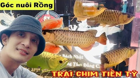 Góc nuôi Cá Rồng siêu Víp và trại chim chào mào tiền tỷ A chàng kỷ sư - Thái salem vê lốc