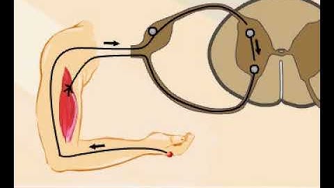 Monosynaptic and polysynaptic reflexes
