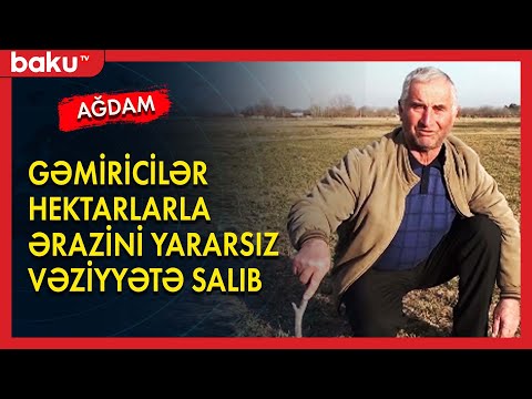 Ağdamda məhsuldarlıq aşağı