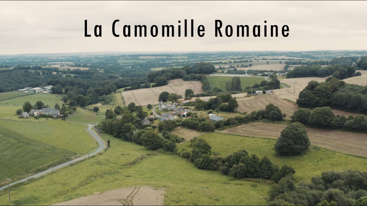 La Camomille Romaine avec Catherine -  Herbe et tradition