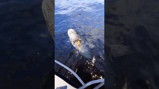 ОГРОМНЫЙ ХИЩНИК с ГЛУБИН НОРВЕЖСКОГО МОРЯ! #shorts #рыбалка #рр4 #рр4трофей