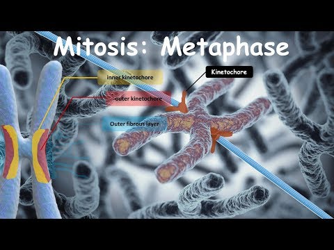 മൈറ്റോസിസ്: മെറ്റാഫേസ്