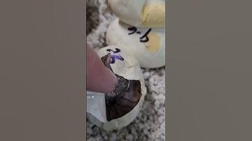 baby snakes hatching! #reptiles #snake #ballpython #hatching #egg #snakes #shortvideo