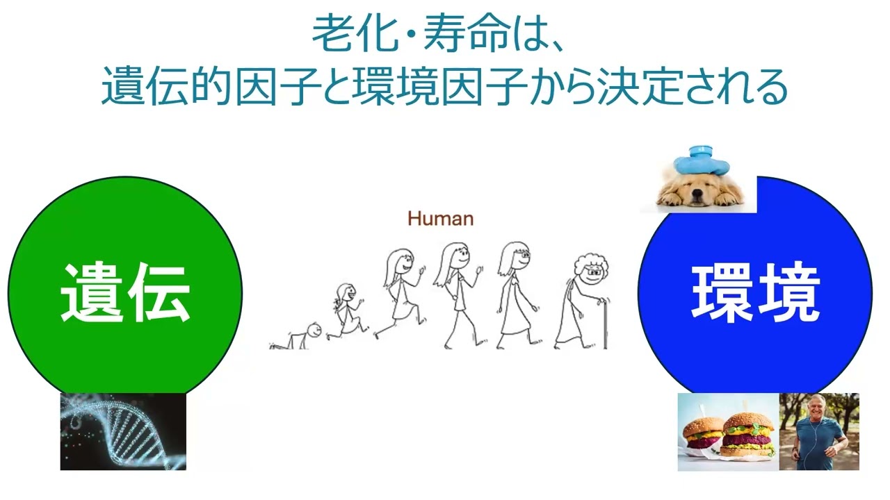 すぐにわかる老化と寿命 ー脳に着目した老化研究ー - YouTube