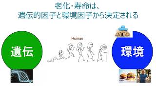 すぐにわかる老化と寿命 ー脳に着目した老化研究ー - YouTube