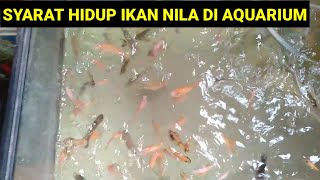 HOW TO FARM TILAPIA IN AN AQUARIUM - TILAPIA AQUARIUM SURVIVAL REQUIREMENTS