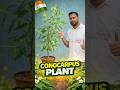 Conocarpus Plant | Fast Growing Hedge Plant | Landscaping Tree 🌿