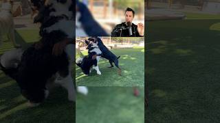 This Looks Like A Dog Fight But Watch Duke’s Arms And Then Watch Where His Eyes Go After