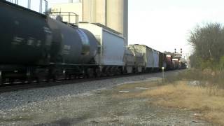NS 339 KCS MNSSH Belle Mac! & Grey ACe. 11-22-12.