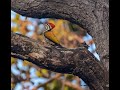 Northern India Virtual Birding Tour.