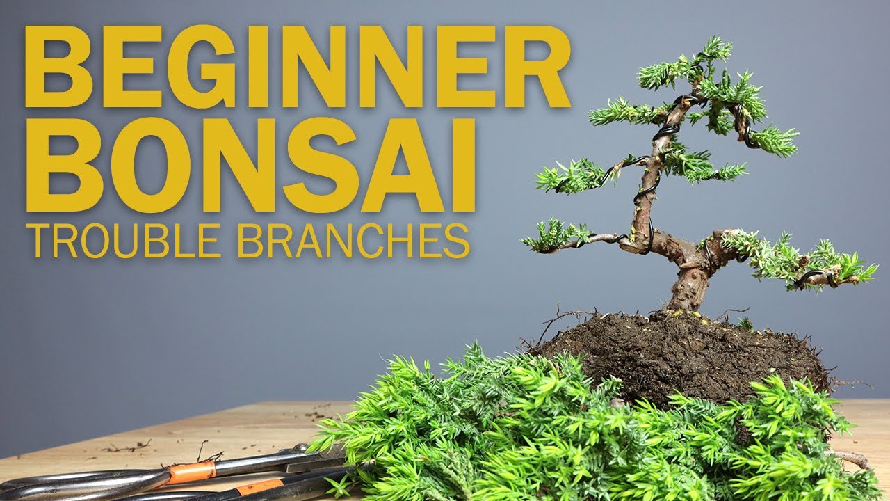 Beginner Bonsai Styling Choosing Branches to Cut YouTube