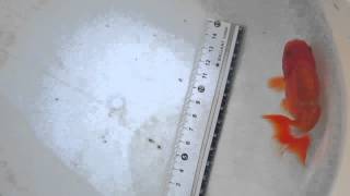 20140523 蘭壽4