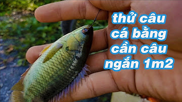 Câu Cá Rô Đồng Bằng Cây Cần Câu Cá Làm Từ Trúc- Câu Nhấp Cá Rô Đồng- DuyTn