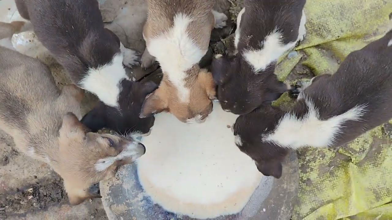 Very Hungry Puppies Finally Get Food |