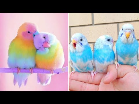 Smart And Funny Parrots Parrot Talking Videos Compilation (2024) - Cute Birds #32