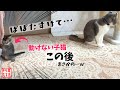 動けなくなった娘を救出する父親の動きが人間顔負けｗ【奇跡のイクメン猫】