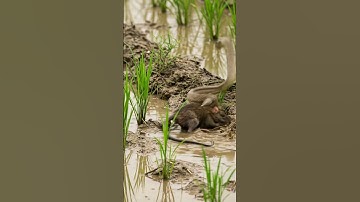 Python vs Rat ! 🐍🐀 #shorts