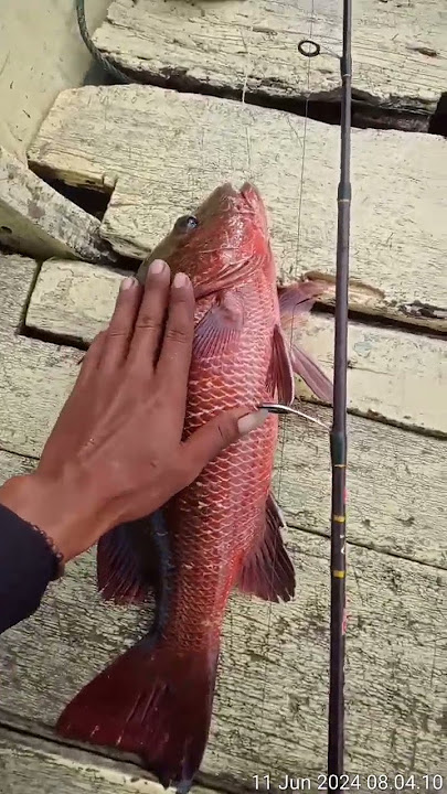 Hasil menaikan ikan kakap merah