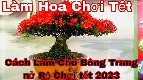 làm hoa cho bông trang chơi tết - cách làm hoa cho bông trang nỡ đồng loạt chơi tết 2023