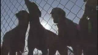 Carolina Camera: Race Dogs