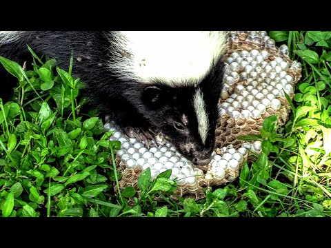 SKUNK vs HORNETS nest Yellow Jackets Wasps Nest Destroyed