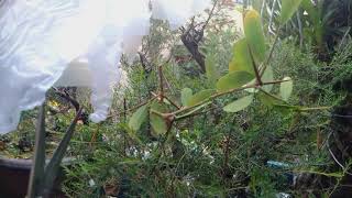 Kéo Dăm Teng Jing Giá 90K