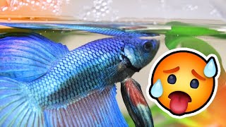 What Temperature should a Betta Tank be? 🔥 IS YOUR BETTA WATER TOO HOT? screenshot 5