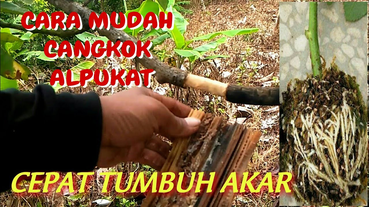 Cara mudah cangkok alpukat cepat keluar akar ||easy way to graft avocado quickly out of roots