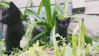 KITTENS IN THE BUSHES