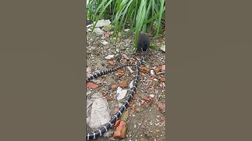 Bìm bịp ăn rắn cạp nia cực độc #birds #cute #nature #rooster #animals #cobrasnake #snake