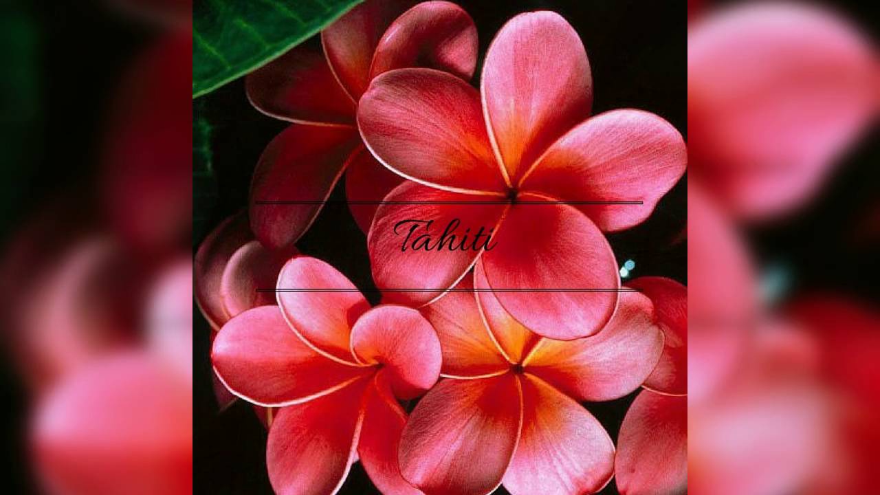 Toi mon amour - Te Hupe [ROYAL BAND  LIVE]