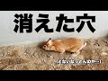 巣穴を埋められてしまったウサギがとった行動 #920