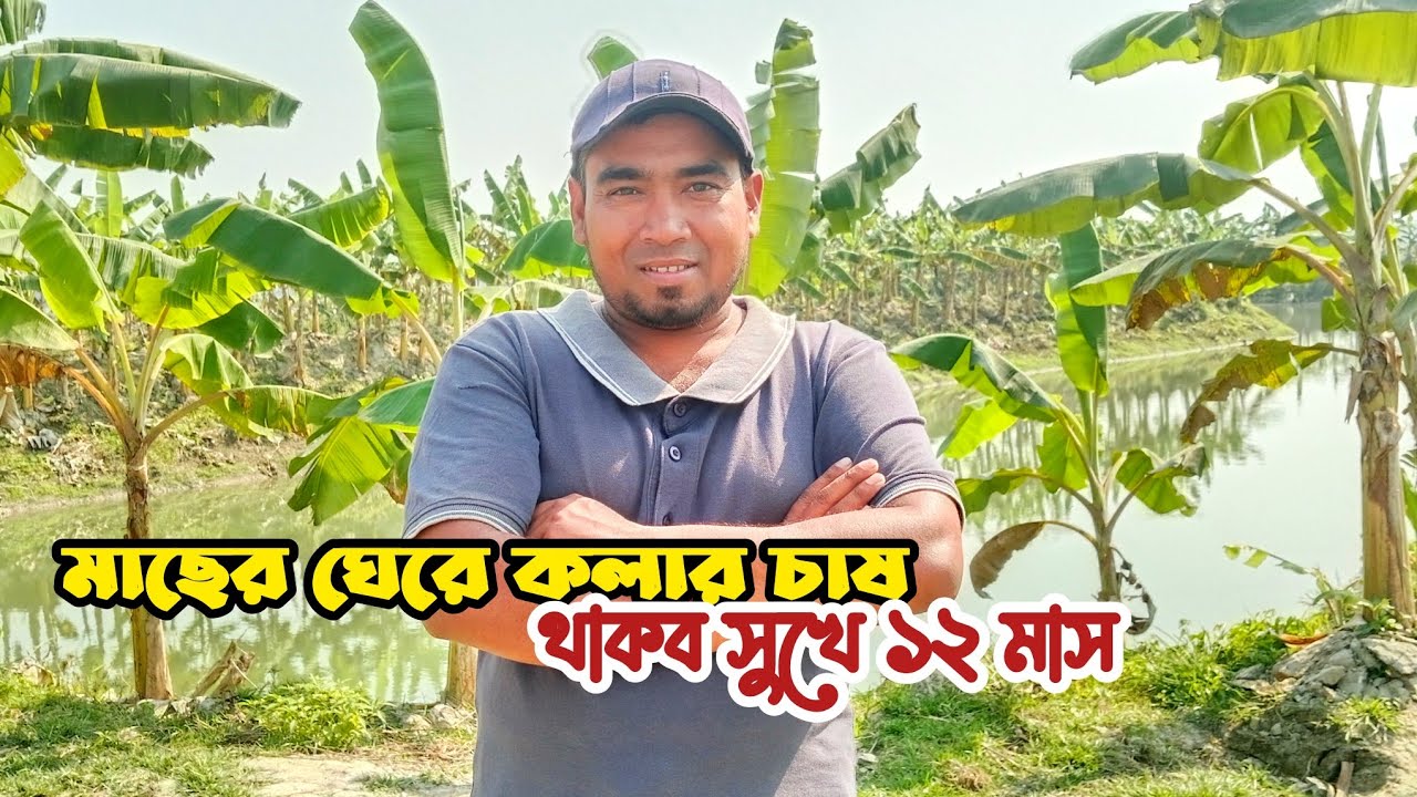 মাছের ঘেরে কলার চাষ থাকব সুখে ১২ মাস 