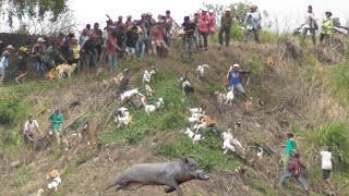 Download Lagu Kejadian unik dan menegangkan saat berburu di lokasi wisata alam aua sarumpun MP3