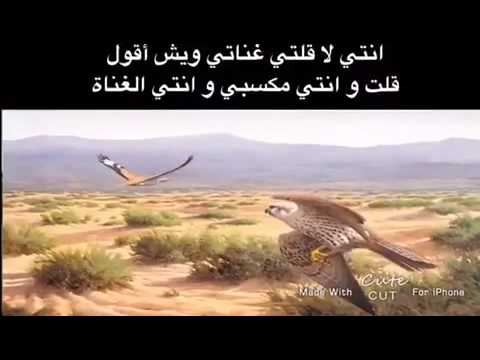 شيلة انتي لا قلتي غناتي