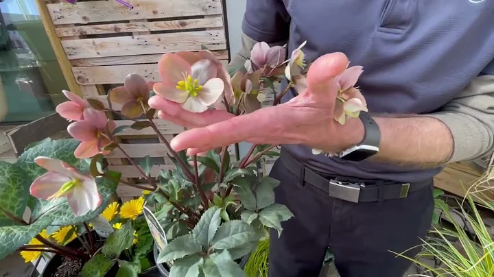 Top 3 Colorful Shade Plants 🌿 | Expert Tips from Rusty Allen at North Haven Gardens