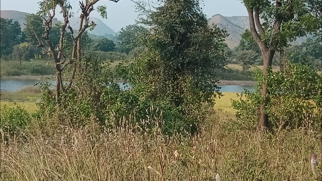 Farming greenary natural view Rajasthan - YouTube