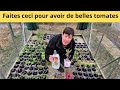 Faites ceci pour avoir de belles tomates