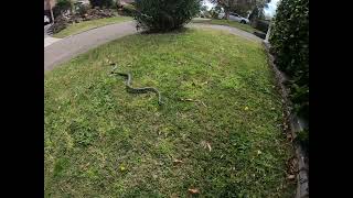 Famous diamond python in our garden Wealth
