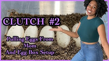 Clutch #2 of the Season! | Pulling Eggs From First Time Mom | Egg Box Setup | Ball Python Breeder