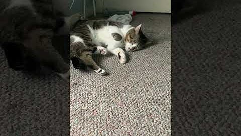 Catnip Trip ft. Doonie the Cat #cat #catnip #FirstNipTrip