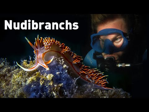 Nudibranchs and Sea Slugs Экологи ба ID курс