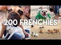 200 FRENCHIES IN ONE PLACE