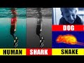 How Different Animals See the World!