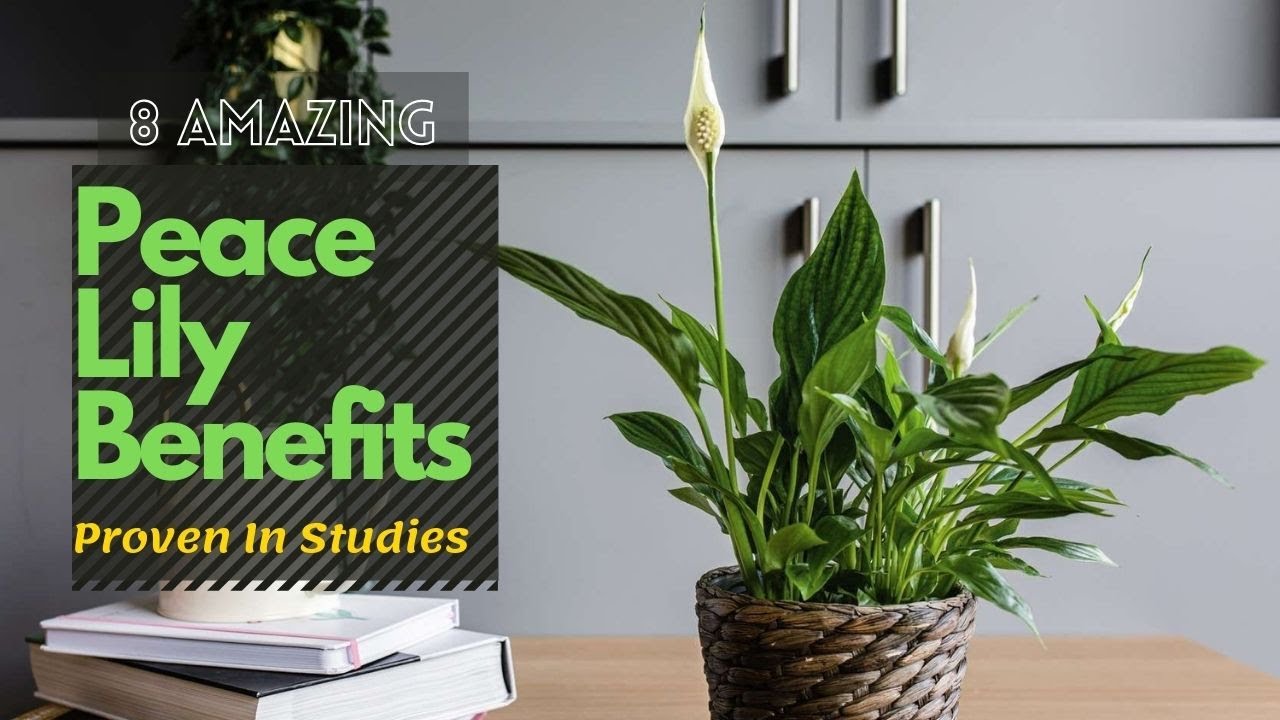 7 Amazing Peace Lily Benefits Proven In Studies YouTube 7 Amazing Peace Lily Benefits Proven In Studies YouTube