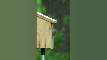 House Wren - My Stick is too Big!