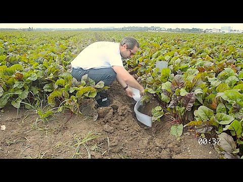 Sciroot Sensor Installation - YouTube