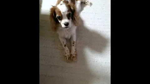 しゃべる犬 宮崎弁でしゃべるナナちゃんが面白い お友達のペットも出てきて笑わせちゃうよ ヨロシクお願いしま す تحميل Download Mp4 Mp3 しゃべる犬 宮崎弁でしゃべるナナちゃんが面白い お友達のペットも出てきて笑わせちゃうよ ヨロシクお願いしま す تحميل Download Mp4 Mp3